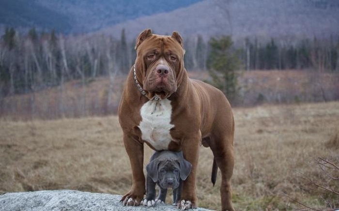 World`s largest pitbull has puppies which could be worth $100,000 each